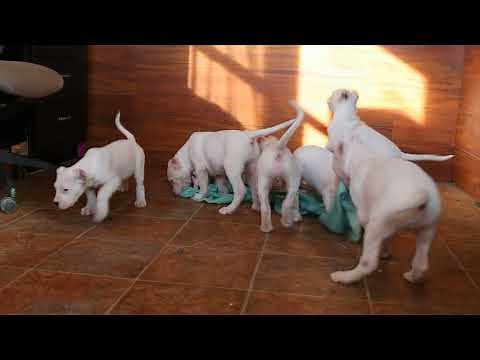 Dogo Argentino Puppies For Sale