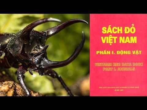 Sách đỏ động vật Việt Nam - Kỳ 4 : 3 loài Bọ Hung trong sách đỏ Việt Nam