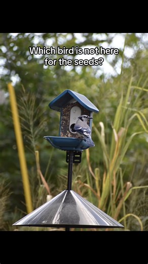 Understanding the Bird Feeder Experience