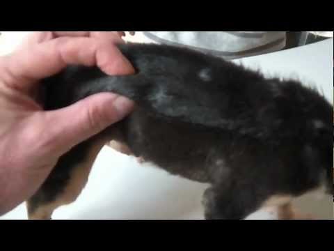 Joe, puppy, mangoworms and others