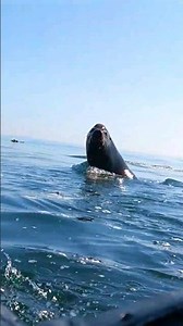 Surfing with SEA LIONS In Canada