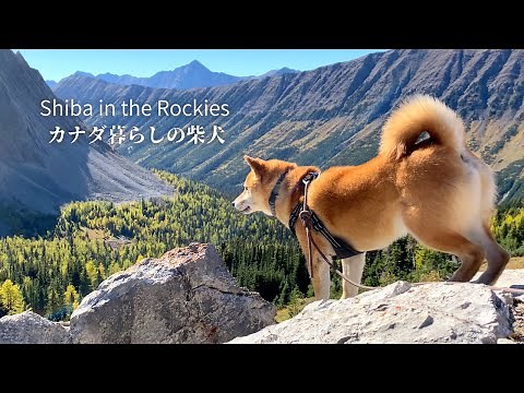 Dog notices the presence of a grizzly bear by wild instinct [4K]