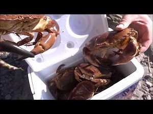 Hunter Gatherer Foraging Edible Crabs Caught By Hand
