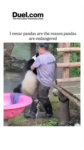 ENTERTAINER on Instagram: "- The instagram post shares a 38-second video compilation of giant pandas tumbling, slipping during baths, and clumsily playing, captioned humorously to blame their awkward antics for the species' endangerment, garnering over 77,000 likes. - Factually, habitat destruction from deforestation and agriculture drives panda decline, with their specialized bamboo diet and fragmented forests leaving just 1,864 wild individuals, per WWF data. - Pandas' low reproduction—mating 