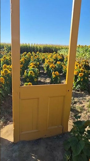 Canada Autumn Sunflowers 🌻🍁 | Golden Fall Beauty in Canada