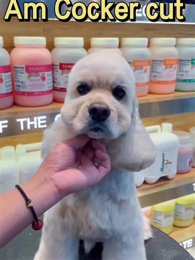 Am Cocker Grooming