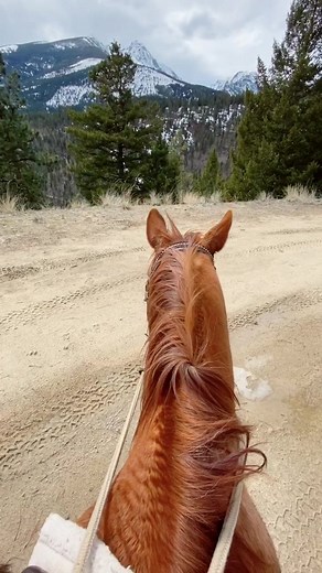 Riding up Montana’s Bitterroot Mountains #wrestlemania #fyp #CookieWithACause #killyourvibe #horse #cowboy