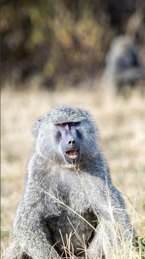The Incredible Adaptability of African Baboons!