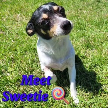 8.7K views · 470 reactions | Sweetie is being fostered in Moncks Corner, South Carolina. For more information about Sweetie and New Rattitude's adoption process, visit https://newrattitude.org/adopt/available/ | New Rattitude Rat Terrier Rescue & Adoption | Facebook