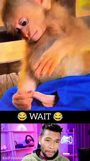 Monkey vairal funny video 😂 Wait for end 😂 #comedy #funny #shorts #short #shortsfeed #explore ||