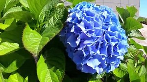 Blue and pink flowers of hydrangea. Hydrangea macrophylla - Beautiful bush of hydrangea flowers in a garden
