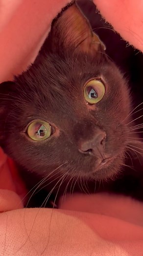 3.4K views · 159 reactions | Cat hoodie pouch with love! #cats #reels #tiktok #kot #sweetcat | NiceRascals cats | Facebook