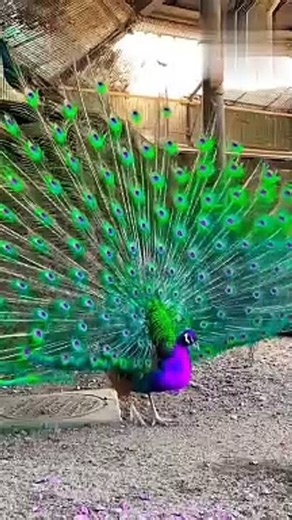 peacock dance|मोर नृत्य(mor nrty)