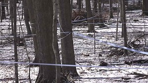Maple syrup season underway in Wisconsin