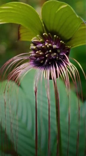 这真的不是外星植物This Is Not an Alien Plant | 黑色花瓣，诡异线须。自然，有时比科幻更大胆。