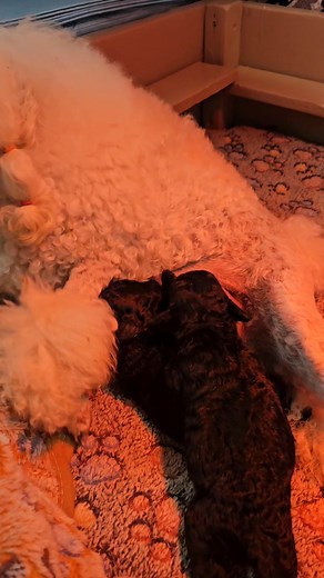 1K views · 27 reactions | Mama PENELOPE I jej pierwsze dzieci EMIR I EURYDYKA TAŃCZACA 10 dni殺 | Jantarowa Saga Ewa Baran | Facebook