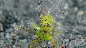 The green crab sits on the seabed, camouflaged as seaweed. Halimeda algae crab (Huenia brevifrons) 1,5 cm, on ID: green violin-like carapace, rounded rostrum.