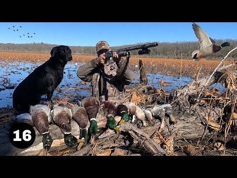 Duck Hunting: Heavy Rain Turns into Sunshine / Teal Turn into Mallards!