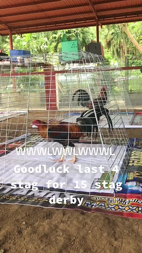 Exciting Stag Derby at Dart Game Farm 2023