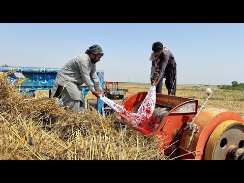 Old Mf 385 Tractor Amazing Performance on Mustard Thresher | Old Harvesting Technique | Falak 4K