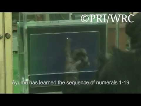 Symbolic representation and working memory in chimpanzees