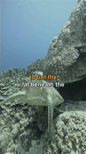 The Green Turtle Is Green on the Inside