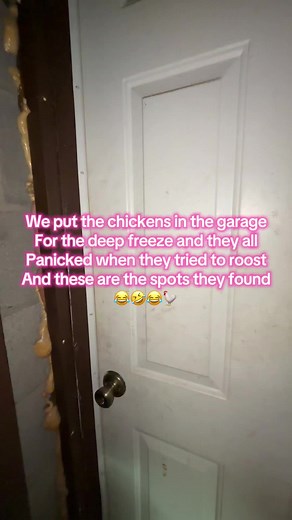 We lost it at the one on the wire 😂 #chickens #winterstorm #garage #roosting #funnychicken