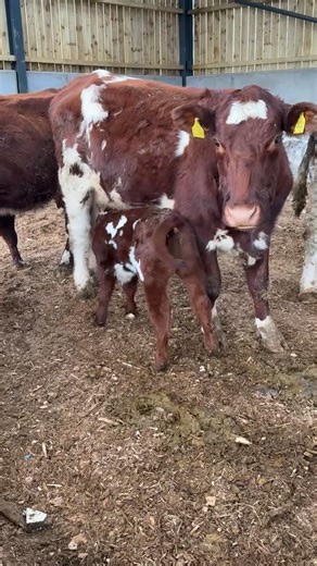 Discover the Beauty of Farm Life with Cattle