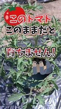 Your tomatoes won't grow if you keep doing this! [Expert Farmer Tips] #shorts