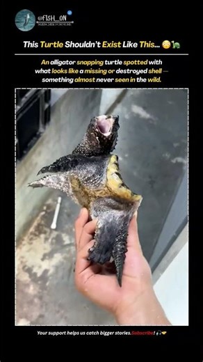 Shell Gone?! 😱 Alligator Snapping Turtle Caught on Camera | #alligatorsnappingturtle #rarecreatures