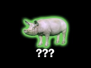 17 Pig Sound Variations in 30 Seconds.