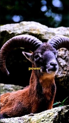 The Ram – A True Symbol of Strength 🐏💪