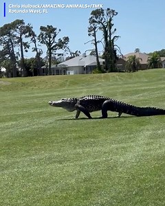 63K views · 273 reactions | Whoa! A golfer was out on the course when he saw this massive alligator taking a stroll in the middle of it. | WSMV 4, Nashville | Facebook