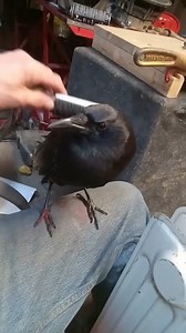 "Oooo that's the spot! Right there!" 🤣💕✨ (Via - Dale A.) | The Pet Collective