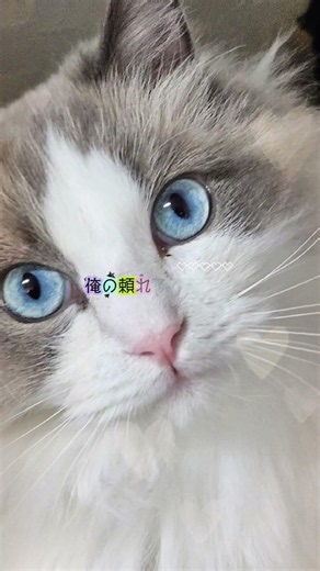 【飼い主ならば～】 #cat #ラグドール #猫のいる暮らし