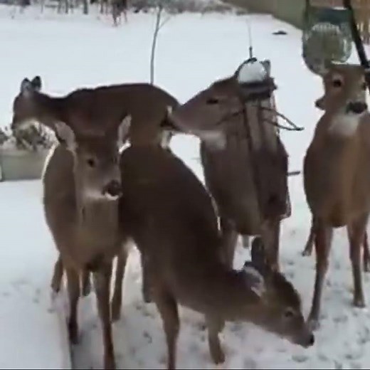 Ron sneezes and scares deer