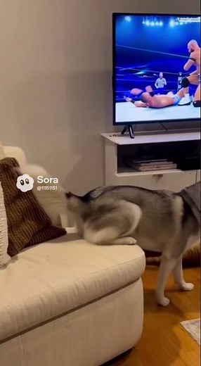 Husky jumps for the wrestling match—and lands right on the cat! 😂🐶🐱 #husky #cat #funny #pets #shorts