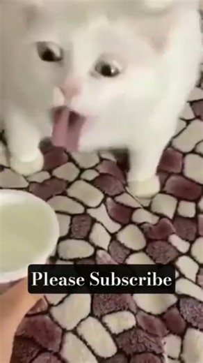 Cat Vomit Sound Effect | Realistic Cat Gagging SFX #catlaughs #catvomit #pooka #weirdfeeling #sfx.