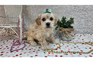 Poppy - Havapoo Puppy 38A2B7