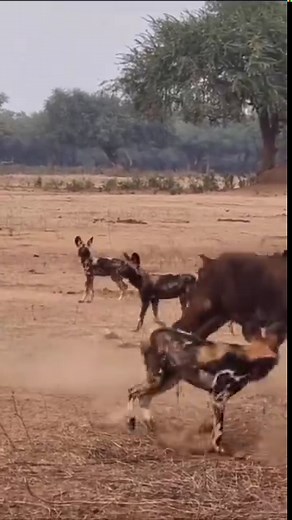 22K views · 625 reactions | Power Packed Unity The African wild dog...