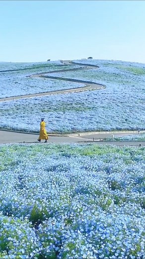 Beautiful Spring Garden in Ibaraki, Japan