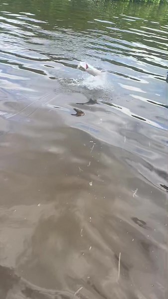 Mala suerte 🤣 #fypシ #campechetarpon #tarponfishing