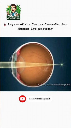 🔬 Layers of the Cornea Cross-Section | Human Eye Anatomy #EyeStructure #CorneaAnatomy #HumanEye