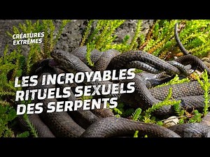 Comment ces serpents s'accouplent ils ?