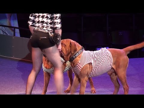 Circus. Performance.Dogs. Bravo!!!