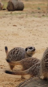 Take a trip into the magical world of Woburn Safari Park on a VIP Experience! ♥️✨ The Meerkats and Tortoise Encounter offers the chance to get closer than you ever imagined to the Aldabra tortoises and the lively meerkat mob! But that's just one of the VIP Experiences on offer - there's an option for just about any animal lover. 🐯 Find out more about the experiences on offer and book yours today! ➡️ https://woburnsafaripark.com/49gV69M #VIPexperiences #WoburnSafariPark #Meerkats #DaysOut #Anima