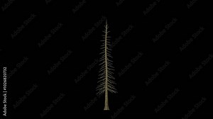 3d growing tree on an alpha channel