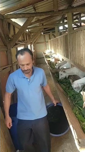 This quick silage keeps goats healthy and energetic. #GoatHealth