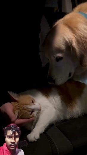 Good dog ♥️♥️♥️♥️##love#dog#cat#animals #short?