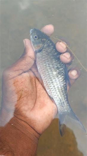 🐟பல்லு கெண்டை செத்து போச்சி #கிராமத்துவாழ்கை